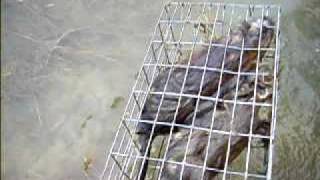 muskrat trapping with box traps [upl. by Eserehc]