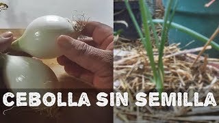 Como cultivar cebolla sin semillaAGRICULTURA ORGÁNICA [upl. by Yrellam]