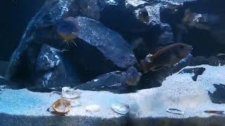 Malawi CichlidenAquarium Labidochromis sphongi [upl. by Nickolaus]