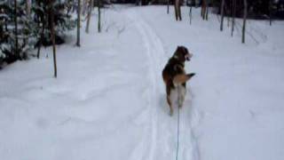 Trottinette des neiges avec Beauté chien femelle Husky [upl. by Gnel]