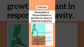 Geotropism  Gravitropism class10biology cbseclass10science2024 shorts geotropism [upl. by Devaj]