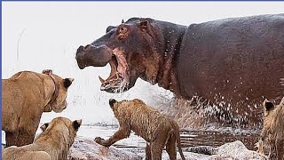 Extreme Fight Lion vs Hippo  Wild Animals Attack [upl. by Lekram]