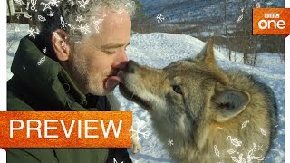 Gordon Buchanan comes face to face with a wolf  Life in the Snow Preview  BBC One [upl. by Habeh695]