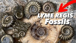 Fossil Hunter’s Luck At Lyme Regis [upl. by Marijo]