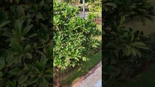 The sapodilla tree is a slowgrowing evergreen that can reach heights of 100 feet sapodilla [upl. by Tegdig]