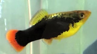 Hawaiian platy fish care guide for beginners  platy gender breeding platys and platy fry care [upl. by Newby]