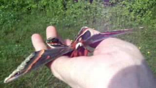 Releasing the Male Cecropia Moth [upl. by Ahsas42]