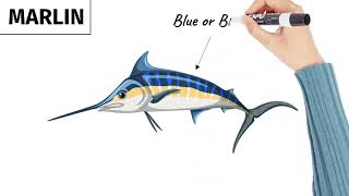 Marlin vs Swordfish  Are Marlin amp Swordfish The Same  Fishing Facts [upl. by Khai765]