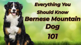 Bernese Mountain Dog 101 Is It Right For You [upl. by Urquhart]