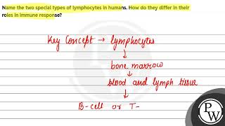 Name the two special types of lymphocytes in humans How do they differ in their roles in immune [upl. by Higgs]