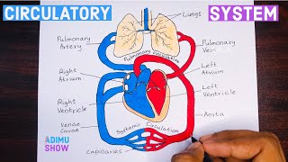 How To Draw Double circulatory System  step by step tutorial [upl. by Yadroc]