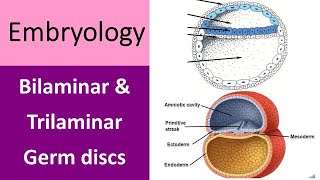 Unlocking the Secrets of Human Development Bilaminar and Trilaminar Germ discs [upl. by Naveb]