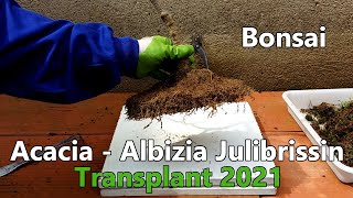 Albizia Julibrissin  Trasplante 2021 [upl. by Aivatal]