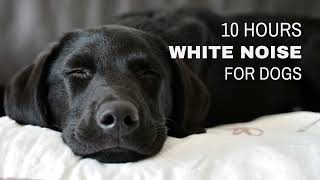 10 Hours White Noise for Dogs  Calming amp Relaxing  Relieve Anxiety during Storms and Fireworks [upl. by Anire]