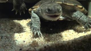 My Turtles and shrimps emydura subglobosa chelodina oblonga pelomedusa subrufa and filtershrimp [upl. by Shirlene944]