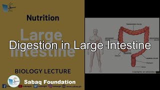 Large Intestine Biology Lecture  Sabaqpk [upl. by Ahseya525]