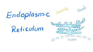 Endoplasmic Reticulum  Rough Endoplasmic Reticulum RER Smooth Endoplasmic Reticulum SER [upl. by Narbig]