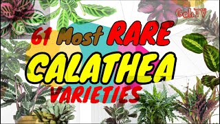 RARE CALATHEA VARIETIES 61 OF THEM GehTV [upl. by Adnilahs436]