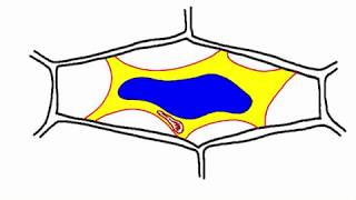 plasmolyse [upl. by Anirdna]