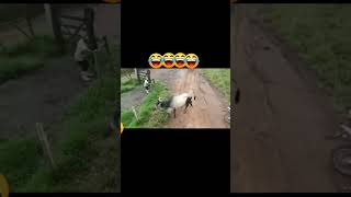 dog cat funny ox [upl. by Os42]