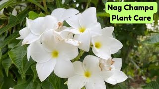 Nag champa Plumeria Pudica plant care  Get more flowers on nag champa plant [upl. by Alyehc]