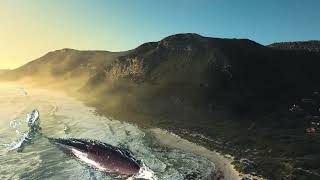 Revealed Giant Shark Sighting Stuns Coastal Waters GiantShark SharkSightings SeaMysteries [upl. by Oirramaj372]