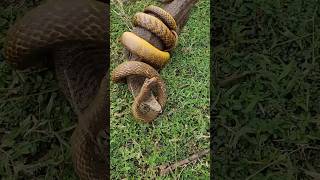 जहरीला और सुन्दर राज साँप अहिराज🐍😱 Nature Big Banded krait kraitsnake nature amazing shorts [upl. by Cerelly48]