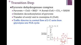 099Overview of TCA amp Transition Step [upl. by Gilpin]