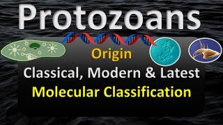 PROTOZOA LATEST CLASSIFICATION  ORIGIN amp HISTORY [upl. by Gadmon645]