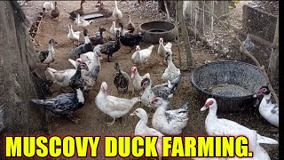 Muscovy Duck Farming  tips paano dadami itlog update lang tayo [upl. by Atok]