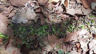 Le parc Tayrona 3 – Disciplinée et besogneuse la fourmi comme dans la fable [upl. by Tterrab]