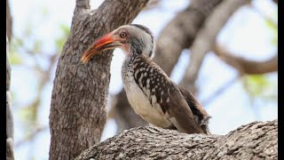 Birding South Africa 4 — HORNBILLS LILAC ROLLER WEAVERS Elephants Lively Warthogs Raptors [upl. by Veron]