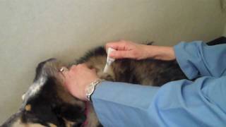 How to Apply Flea amp Tick Topical Medication to a Pet [upl. by Jabon]