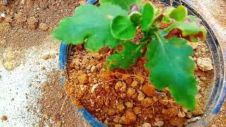 how to grow chrysanthemum guldavari plant saplings [upl. by Doll535]