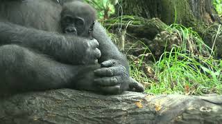 A Bronx Zoo Gorilla with her Baby Gorilla 0n August 5 2014 [upl. by Chelton212]