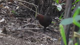 Black banded Crake Limoncocha Ecuador [upl. by Safier]