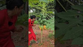 മൂന്ന് തരം Agriculture viralshort Harvest Trending Gardening  Papaya [upl. by Wylen868]