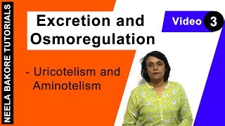 Excretion and Osmoregulation  NEET  Uricotelism and Aminotelism  Neela Bakore Tutorials [upl. by Anitnegra]