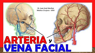 🥇 ARTERIA Y VENA FACIAL Anatomía  ¡Explicación Sencilla [upl. by Cooper]