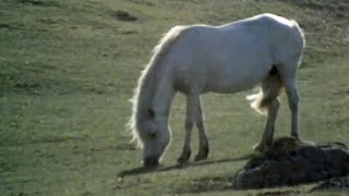 Breeding Connemara Ponies Ireland 1971 [upl. by Bascomb]