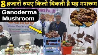 8 हजार रुपए किलो बिकती है यह मशरूम  Ganoderma Mushroom  Ganoderma Medicinal Mushroom Farming [upl. by Cita]