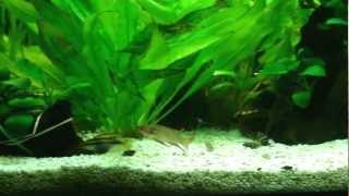 Pelvicachromis taeniatus quotNigeria Redquot first day [upl. by Edorej]