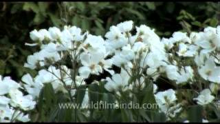 White Briar rose shrub with masses of flower [upl. by Enoob508]