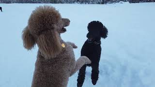 How much exercise do Standard Poodles need daily Can you walk them in the snow [upl. by Neenad]