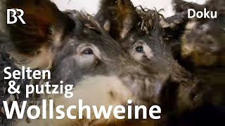 Wollschweine aus Oberfranken Eine echte Sauerei  Zwischen Spessart und Karwendel  BR [upl. by Pollyanna977]