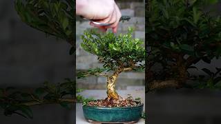 Making Bonsai from Collected Material 🪴 [upl. by Rachaba]