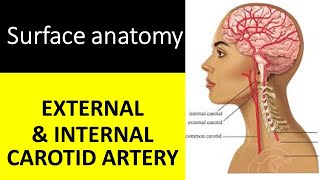 surface marking of common carotid arterycommon carotid artery surface anatomy [upl. by Koeninger]