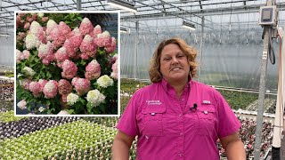 How to Plant Panicle Hydrangeas for the Most Summer Color [upl. by Akihsal]