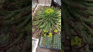 Stapelia Gigantea y euphorbia flanaganii en floración 😍😍😍 ccactusuculentas flor mosca stapelia [upl. by Berger824]