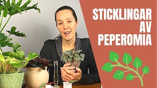 Sticklingar av Peperomia [upl. by Stultz]